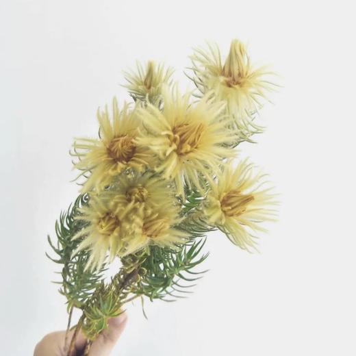 进口花-金鹅绒-5支 商品图0