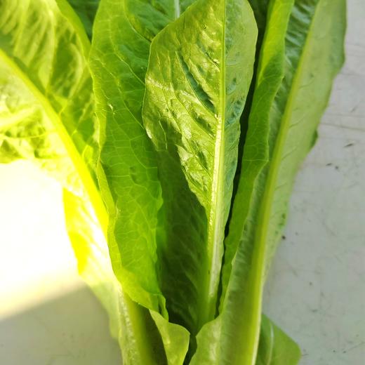 直立生菜 300g 商品图1