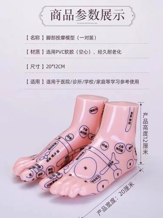 脚底按摩点穴足疗经络模型 20cm 商品图1