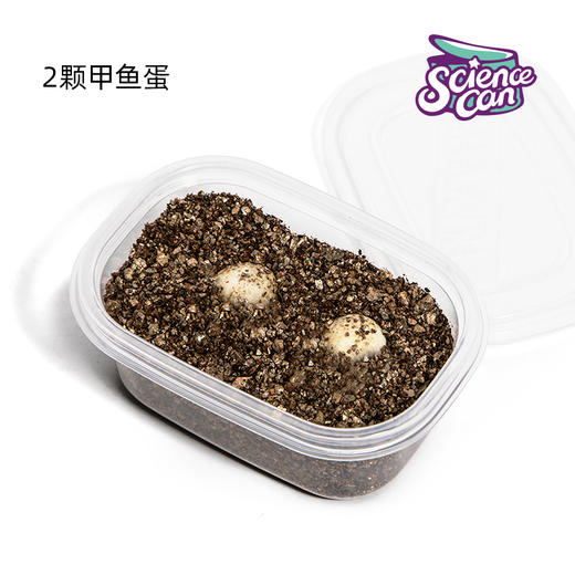 科学罐头乌龟蛋蚕宝宝 商品图1