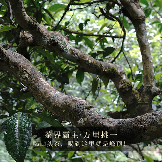 【冰岛老寨】书法大师邹方臣题字，2021年与2022年跨两年冰岛老寨拼配，一杯横跨两年，357克/饼 商品图4