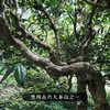10月7日晚20点【茶马古道】普洱茶生茶云南易武倚邦核心产区，茶人心中的君子茶，500克/砖 拍4发6拍20发32 商品缩略图5