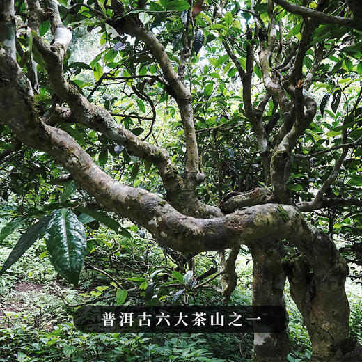 10月7日晚20点【茶马古道】普洱茶生茶云南易武倚邦核心产区，茶人心中的君子茶，500克/砖 拍4发6拍20发32 商品图5