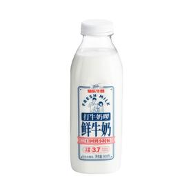 菊乐 打牛奶啰 每100ml含3.7g优质乳蛋白 鲜牛奶 900ml（瓶）