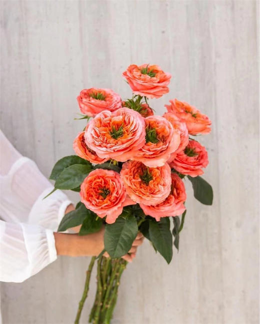 厄瓜多尔Mandarin x-pression橘子印象10支 商品图1