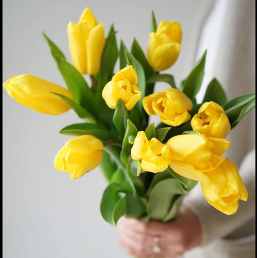 郁金香.黄色 商品图0