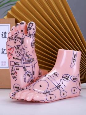 脚底按摩点穴足疗经络模型 20cm