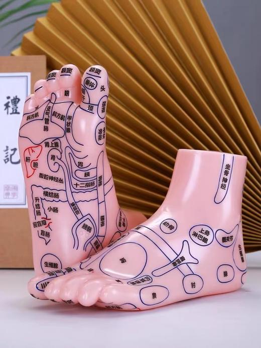 脚底按摩点穴足疗经络模型 20cm 商品图0