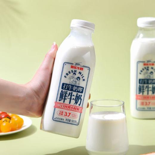 菊乐 打牛奶啰 每100ml含3.6g优质乳蛋白 鲜牛奶 900ml（瓶） 商品图3