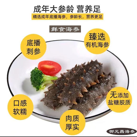 御元昌超劲道 鲜食海参 即食大连刺参8-15头/500g 商品图0