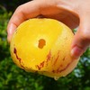 攀枝花红土地树上熟人参果 净重3-5斤装 甄选品质果 果香浓郁 汁水丰沛 黄肉圆果新鲜水果 商品缩略图13