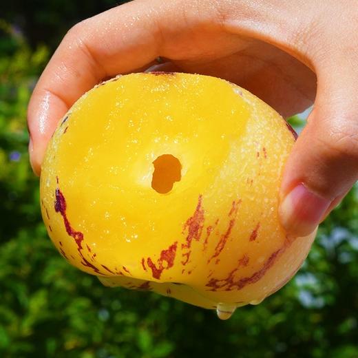 攀枝花红土地树上熟人参果 净重3-5斤装 甄选品质果 果香浓郁 汁水丰沛 黄肉圆果新鲜水果 商品图13