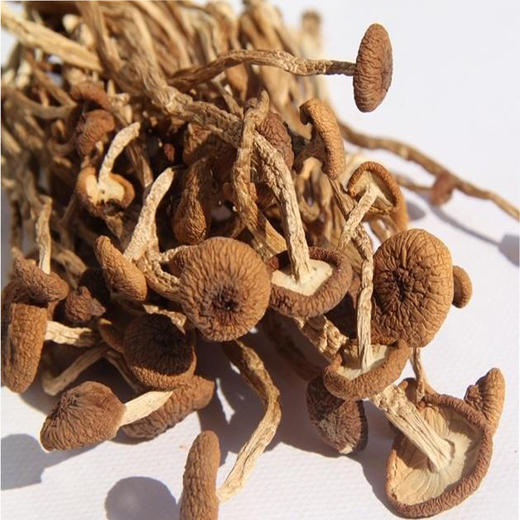 黔东南岑巩【林下茶树菇】248g装 深山好菇  源于自然 全国包邮 部分地区不发货 商品图1