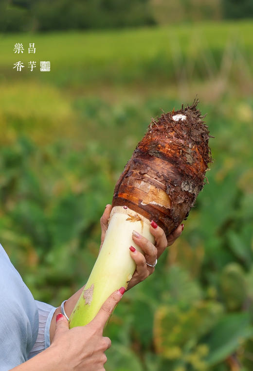 乐昌香芋头 商品图3