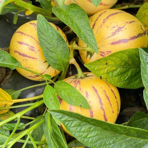 攀枝花红土地树上熟人参果 净重3-5斤装 甄选品质果 果香浓郁 汁水丰沛 黄肉圆果新鲜水果 商品图6