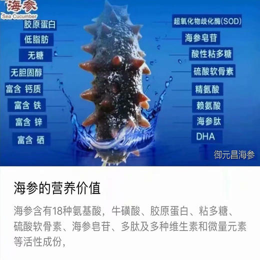 御元昌超劲道 鲜食海参 即食大连刺参8-15头/500g 商品图4