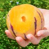 攀枝花红土地树上熟人参果 净重3-5斤装 甄选品质果 果香浓郁 汁水丰沛 黄肉圆果新鲜水果 商品缩略图8