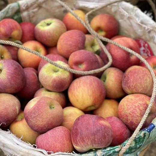 【大凉山糖心丑苹果】来自四川大凉山高山种植的丑苹果，酥脆多汁，口感甘甜，甜而不腻 商品图2