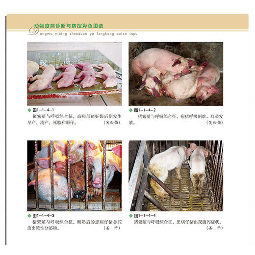 动物疫病诊断与防控彩色图谱【1800幅彩色图片，图解疾病防控】 商品图2