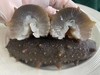 大连野生即食海参1斤装<10根> 免泡发解冻即食 自然慢生长 肉厚弹牙 富含营养 黄金北纬39度优质产区 商品缩略图1