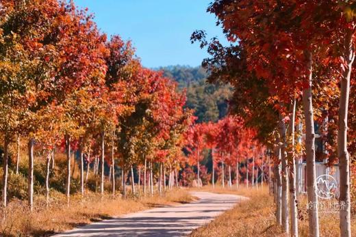 户外@【岭南红叶】赏岭南醉美红枫、打卡高山牧场、霍比特屋、天空之境1天 商品图1