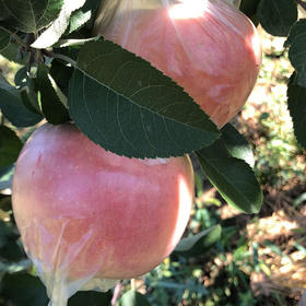  一边玩游戏，一边大口吃苹果，似乎是每个人童年的快乐！ 