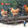 【寻味武隆】武隆深山老土鸡，飞入寻常百姓家，三年下蛋老母鸡 商品缩略图0
