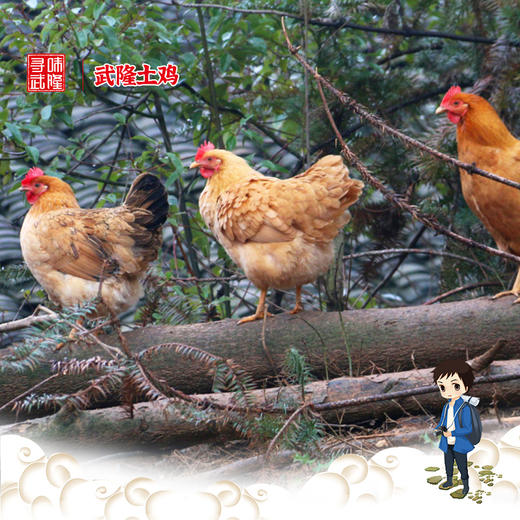 【寻味武隆】武隆深山老土鸡，飞入寻常百姓家，三年下蛋老母鸡 商品图0