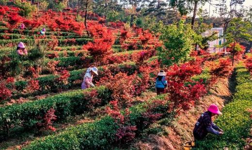 户外@【岭南红叶】赏岭南醉美红枫、打卡高山牧场、霍比特屋、天空之境1天 商品图2