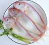 金线鱼 2条/袋  | 深海野生海钓海鲜 商品缩略图3