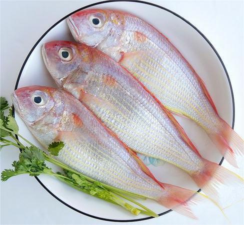 金线鱼 2条/袋  | 深海野生海钓海鲜 商品图3