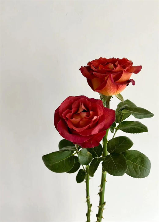 同城甄选咖啡时间玫瑰花10支 商品图5