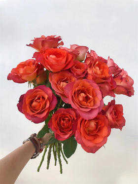 同城甄选咖啡时间玫瑰花10支