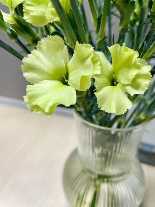 多头康乃馨（5枝）颜色随机先到先得 商品图3