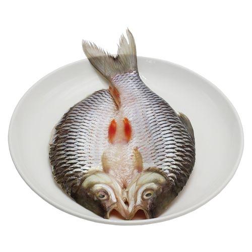 苏丹鱼  | 深海野生海钓海鲜 商品图0