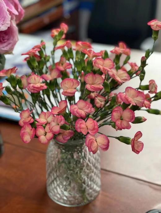 多头康乃馨（5枝）颜色随机先到先得 商品图0