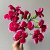 多头康乃馨（5枝）颜色随机先到先得 商品缩略图2