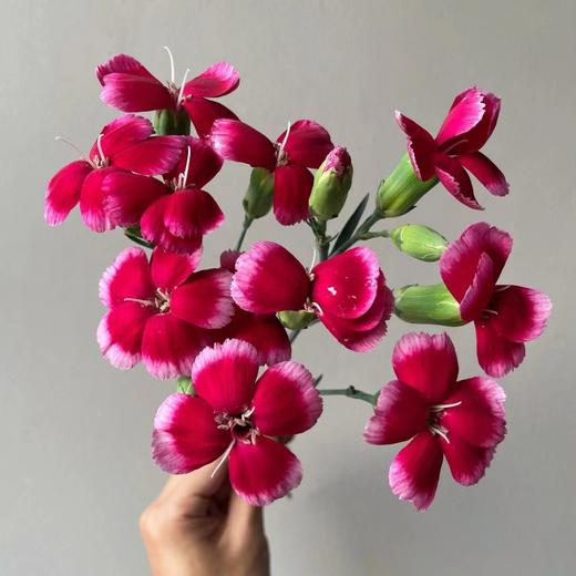 多头康乃馨（5枝）颜色随机先到先得 商品图2