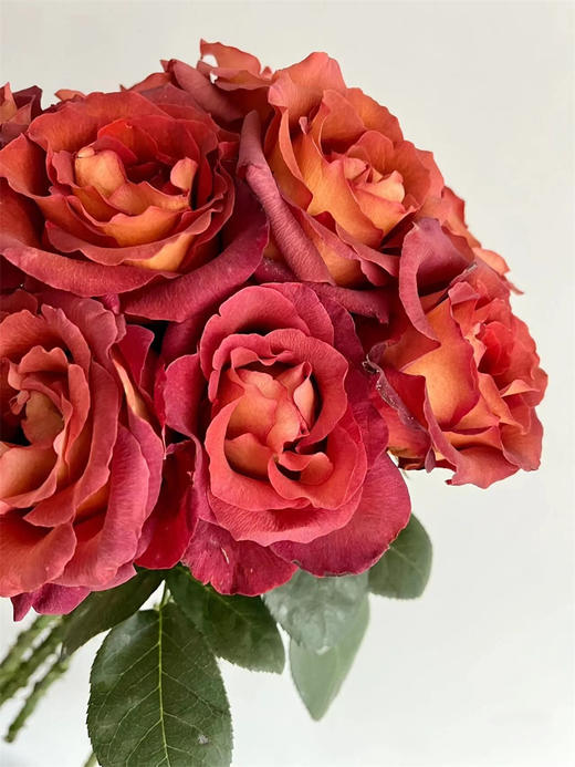 同城甄选咖啡时间玫瑰花10支 商品图4