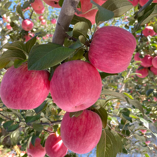 【质农】 2025新果 正宗陕西洛川苹果 个大色艳/肉质紧密/汁多松脆/酸甜适口 商品图0