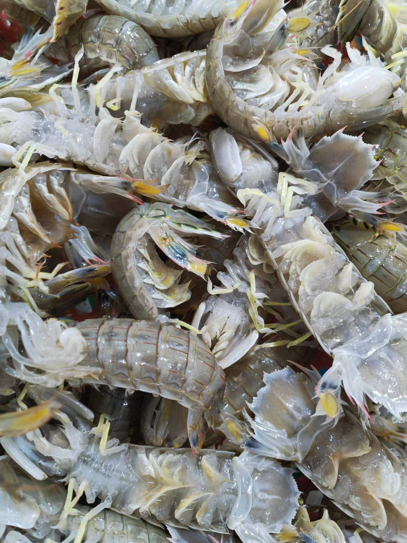 鲜活皮皮虾 又大又肥又新鲜 ，公母混装，约2斤/箱 打氧包装，保鲜不保活，一斤12条左右