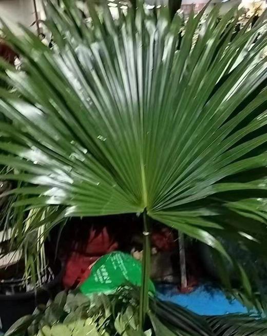 蒲葵 商品图0