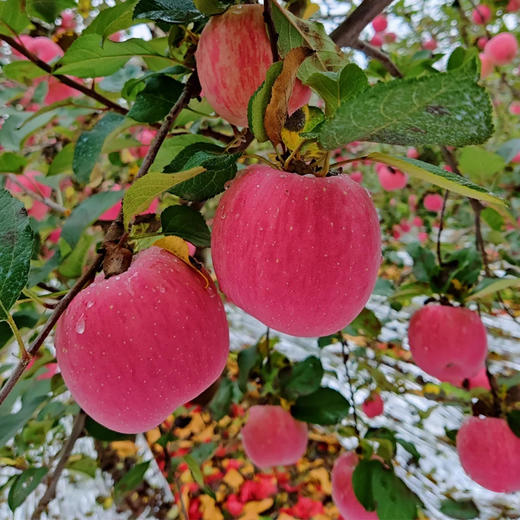 【质农】 2025新果 正宗陕西洛川苹果 个大色艳/肉质紧密/汁多松脆/酸甜适口 商品图2