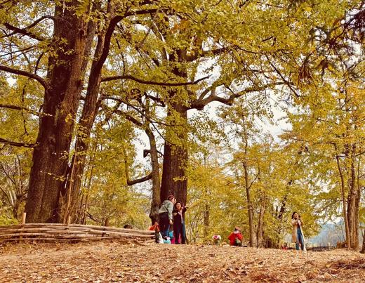 户外@【多彩韶关】南雄银杏•帽子峰银杏+翁源湖心坝+南岭红沙漠日落 2天 商品图3