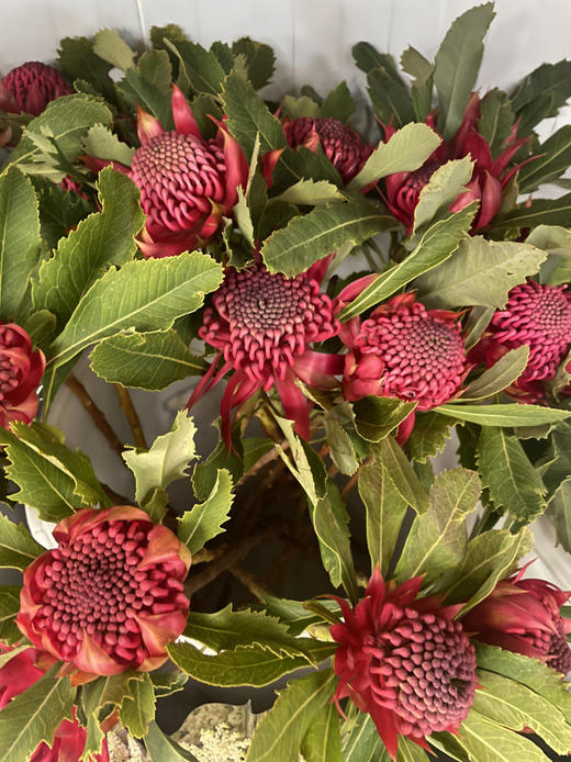 【贵族之花】海神花  单枝 商品图10