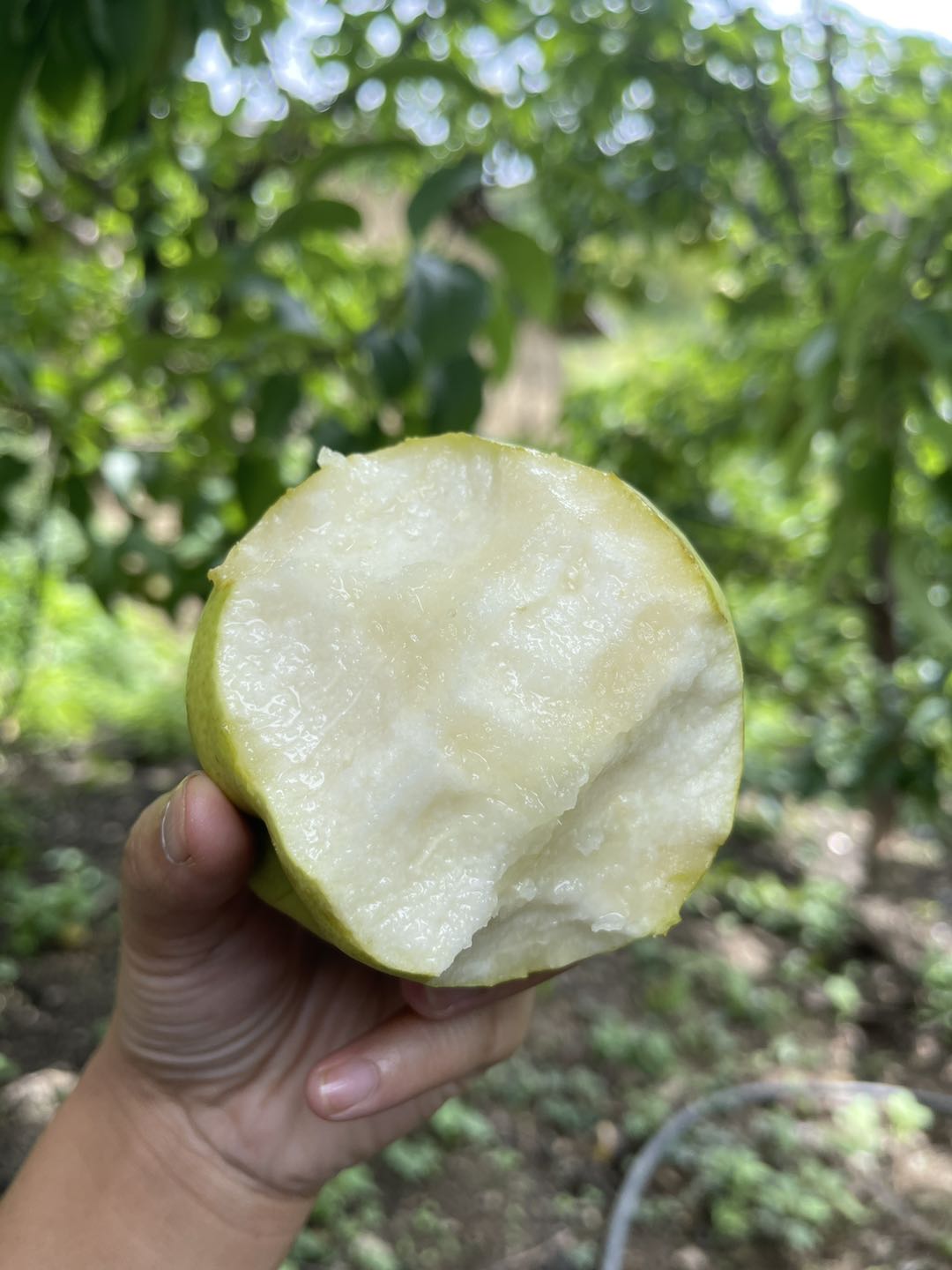 云南大理古树蜂糖梨 酥脆多汁 满口生津