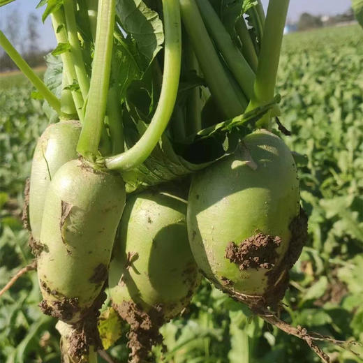 【预售】竹镇青萝卜5斤（仅发南京地区） 商品图0