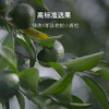国家评茶师臻选道地陈皮茶 陈皮白茶 陈皮小柑白茶 商品缩略图5