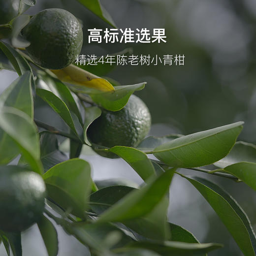 国家评茶师臻选道地陈皮茶 陈皮白茶 陈皮小柑白茶 商品图5