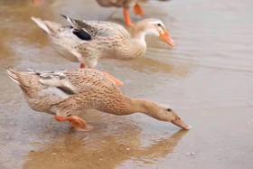 象山2年老海鸭 （净重2.2斤-2.8斤/只）